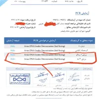 طوطی برزیلی|پرنده|لاران, |دیوار