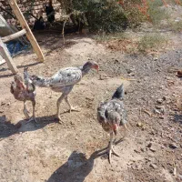 جوجه طاقچه لاری افغان