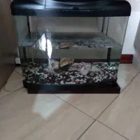 اکواریوم شیشه خم شرکتی