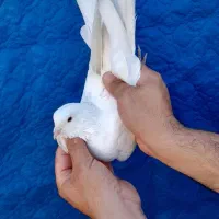 سه طوق کبوتر شمرون