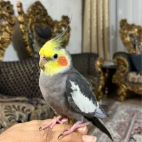 عروس گمشده|حیوانات|شاهدشهر, |دیوار