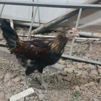 خروس گلین