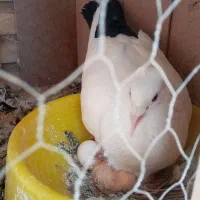 جفت کبوتر پرنده عتیغه معاوضه هم دارم