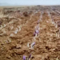 پیاززعفران|خدمات باغبانی و درختکاری|پاکدشت, پاکدشت (مامازند)|دیوار