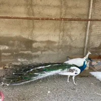 طاووس|پرنده|تهران, بوستان چیتگر|دیوار