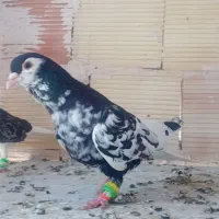 کفتر.پرنده.کبوتر