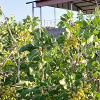 باغ-پسته-ثمری-عزت-اباد