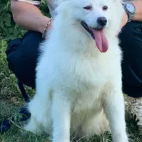 سامویید اصیل