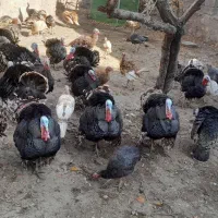 گوشتی|حیوانات مزرعه|مشگین شهر, |دیوار