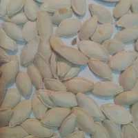 تخمه کدو|حراج|یزد, |دیوار