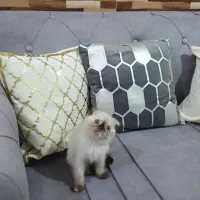 گربه نژاد دار فقط ۹ تومن|گربه|اهواز, پادادشهر|دیوار