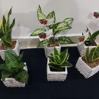 گلهای طبیعی روز مادر