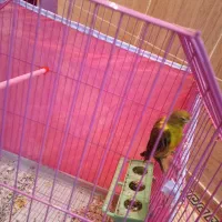 قناری نروماده|پرنده|رفسنجان, |دیوار