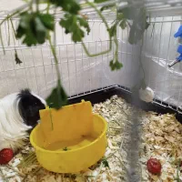 جفت خوکچه هندی بازیگوش نر و ماده سالم|موش و خرگوش|تهران, شهرک فردوس (حسینی)|دیوار