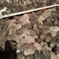 فروش بلدرچین گوشتی