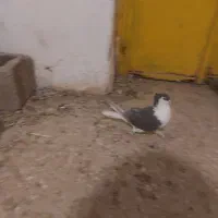 کبوتر مسافتی و رنگه|پرنده|درمیان, |دیوار