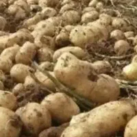 ۲۰۰ کیلو سیب زمینی