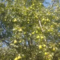 گلابی درجه یک فروش کیلو و یکجا