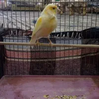 قناری نر مست