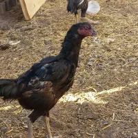 مرغ و خروس لاری اصیل|حیوانات مزرعه|تربت جام, میان جام|دیوار