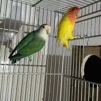 کوتوله برزیلی مولد 100تضمینی کوتوله کار