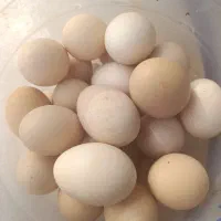 تخم مرغ محلی تازه