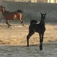 فروش مادیون درشوری وکره نریان