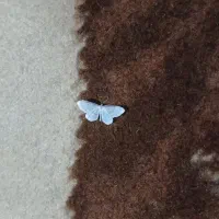 کار در مجالس شما با نیروهای جوان و با تجربه