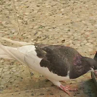 کفتر ماده سینه سیاه وشوهری|پرنده|شیراز, کفترک|دیوار