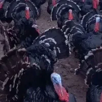 تخم نطبه دارباقلمون