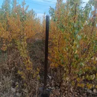 زردآلو شاهرودی ، نهال ، درخت پر محصول ، نهالستان|خدمات باغبانی و درختکاری|مشهد, سیسآباد|دیوار