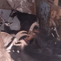 16راس بز خلج ابستن. میش. بره. بزغاله|حیوانات مزرعه|خاوران, |دیوار