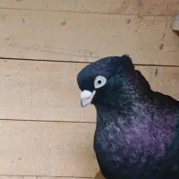 با سلام یک جفت صرب درجه یک.|پرنده|آذرشهر, |دیوار