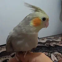 فروش عروس هلندی ۲ ماهه|پرنده|میانه, |دیوار