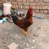 طاق با کبوتر|حیوانات مزرعه|بشاریات, |دیوار