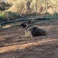 سگ ماده سراب۱۱۰۰۰۰۰۰|سگ|لوشان, |دیوار