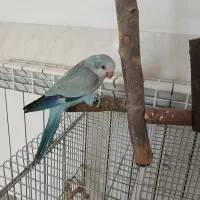 فروش جوجه راهب