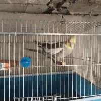 عروس هلندی|پرنده|نورآباد ممسنی, |دیوار