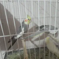 یک جفت عروس هلندی با جوجه