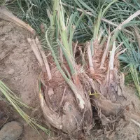 سه عدد جنگ مضافتی