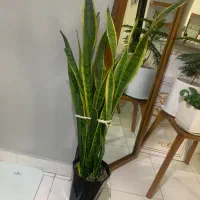 گل طبیعی سانسوریا زامفولیا فیکوس کاج مطبق پتوس