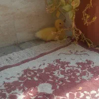 اردک ۱۰ روزه ایرانی