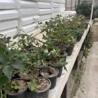 رز هلندی  مهندسی