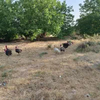 تعداد ۳۵ عدد بوقلمون نر و ماده از بهترین نژاد|حیوانات مزرعه|پاتاوه, |دیوار