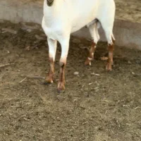 جنس ناب|حیوانات مزرعه|تهران, دستغیب|دیوار