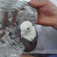 نر هما سرور