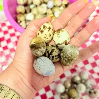 تخم بلدرچین ارگانیک و تازه