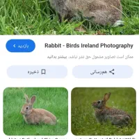 خرگوش|موش و خرگوش|بیرجند, |دیوار