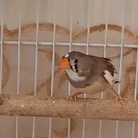 یک جفت فنچ|پرنده|شاهین‌شهر, الهیه|دیوار