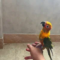 خورشیدی فول دستی سخنگو